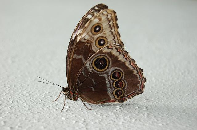 dierentuin emmen_0801
